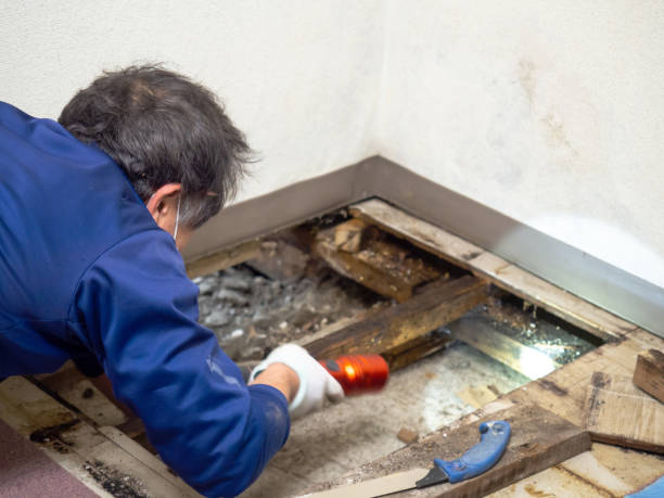 Best Bathroom Mold Remediation in Chena Ridge, AK