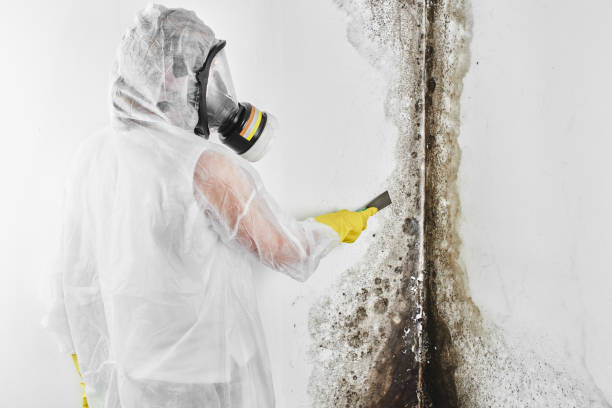 Best Post-Flood Mold Remediation in Chena Ridge, AK