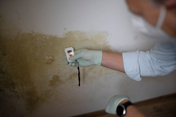 Professional Mold Remediation in Chena Ridge, AK